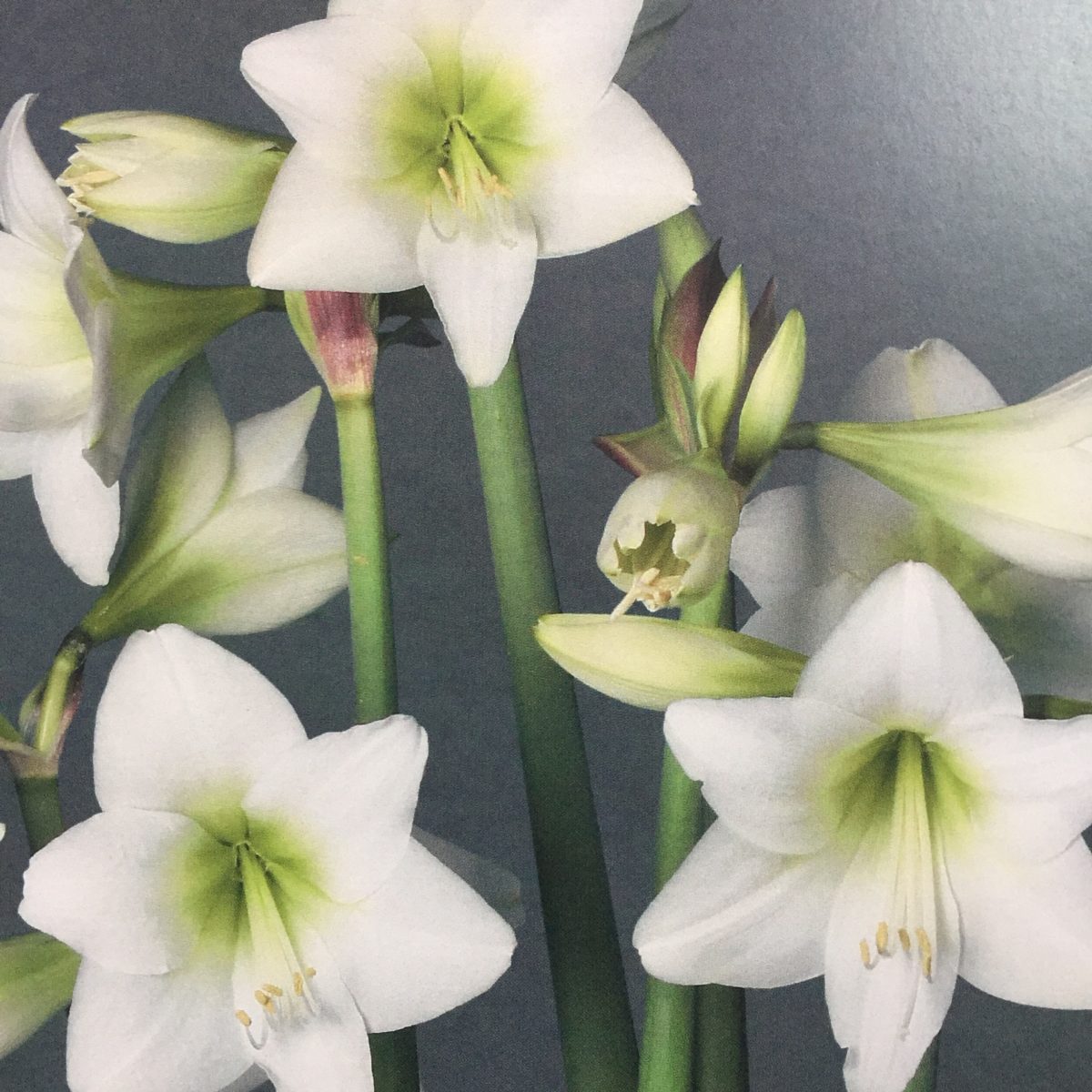 Hippeastrum (Gr.03 Colibri) WHITE GARDEN
