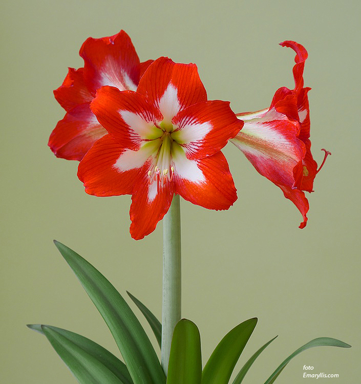 Hippeastrum (Sonatini) EYECATCHER