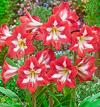 Hippeastrum (Sonatini) EYECATCHER