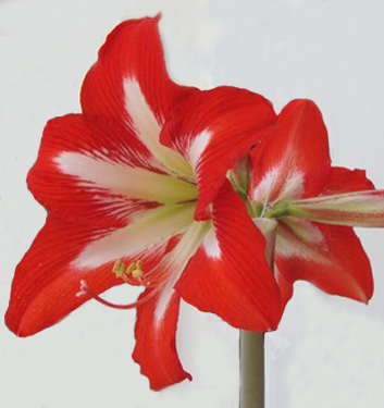 Hippeastrum (Sonatini) EYECATCHER