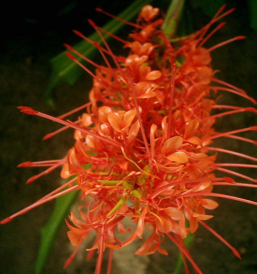 Hedychium aurantiacum (coccineum)