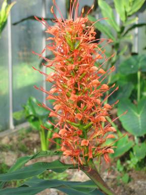 Hedychium aurantiacum (coccineum)