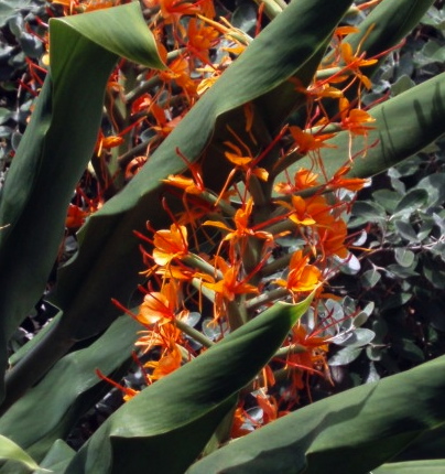 Hedychium aurantiacum (coccineum)