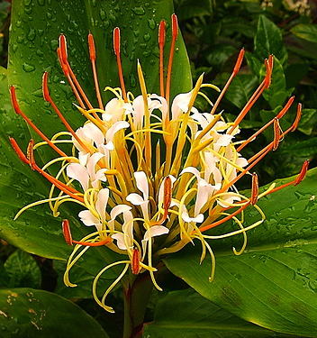 Hedychium ellipticum