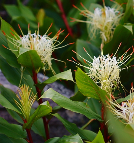 Hedychium ellipticum