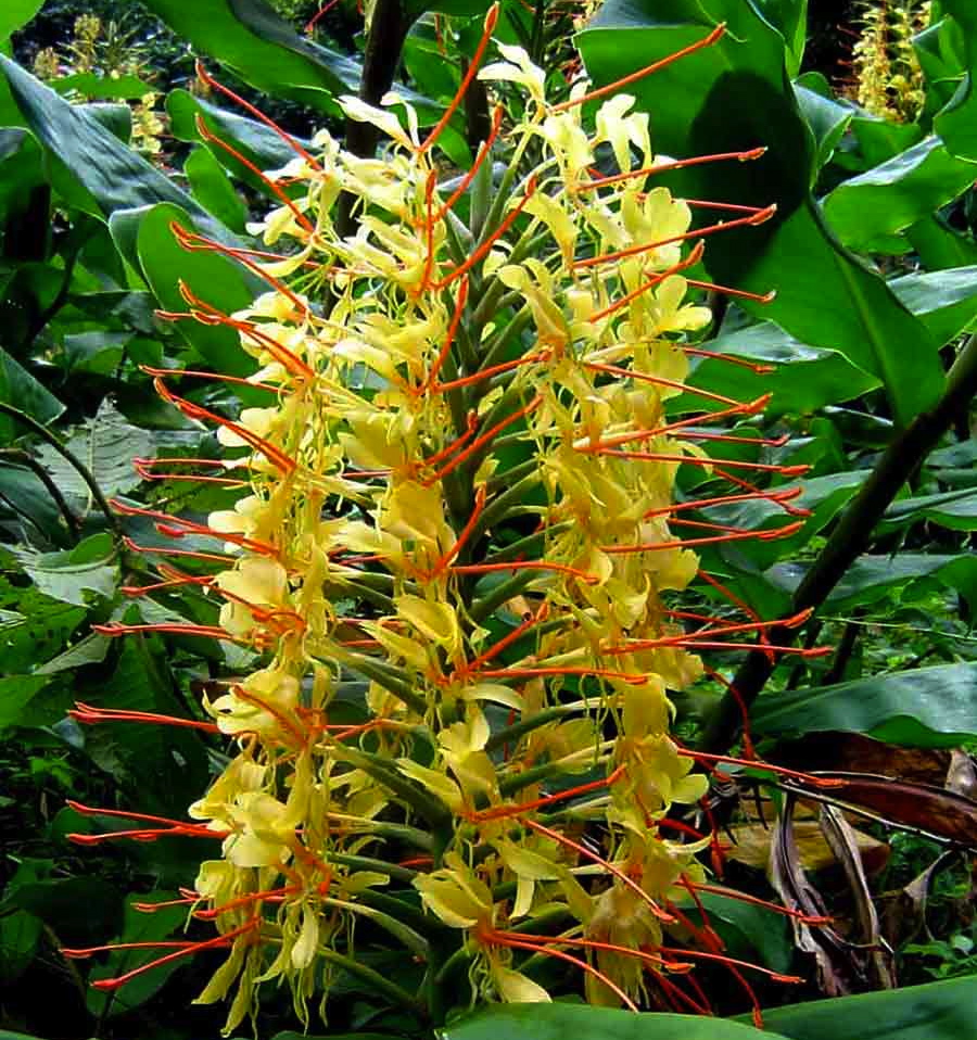 Hedychium gardnerianum