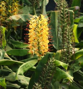 Hedychium gardnerianum