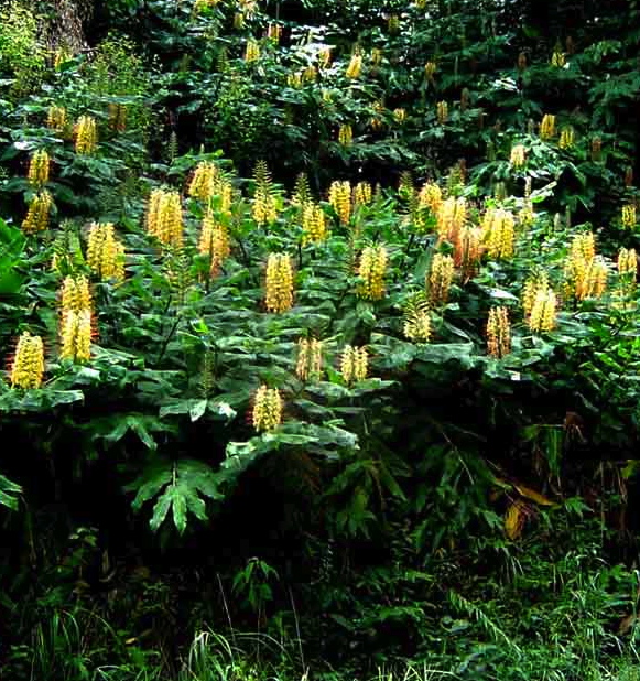 Hedychium gardnerianum