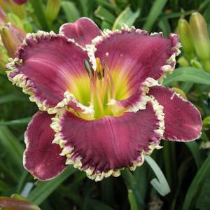 Hemerocallis BETTYLEN 500