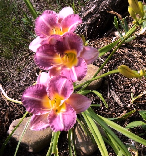 Hemerocallis ENTRAPMENT 500