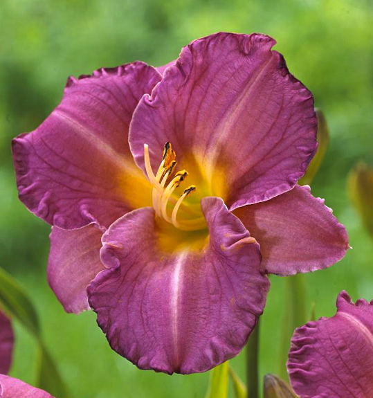 Hemerocallis ENTRAPMENT 500
