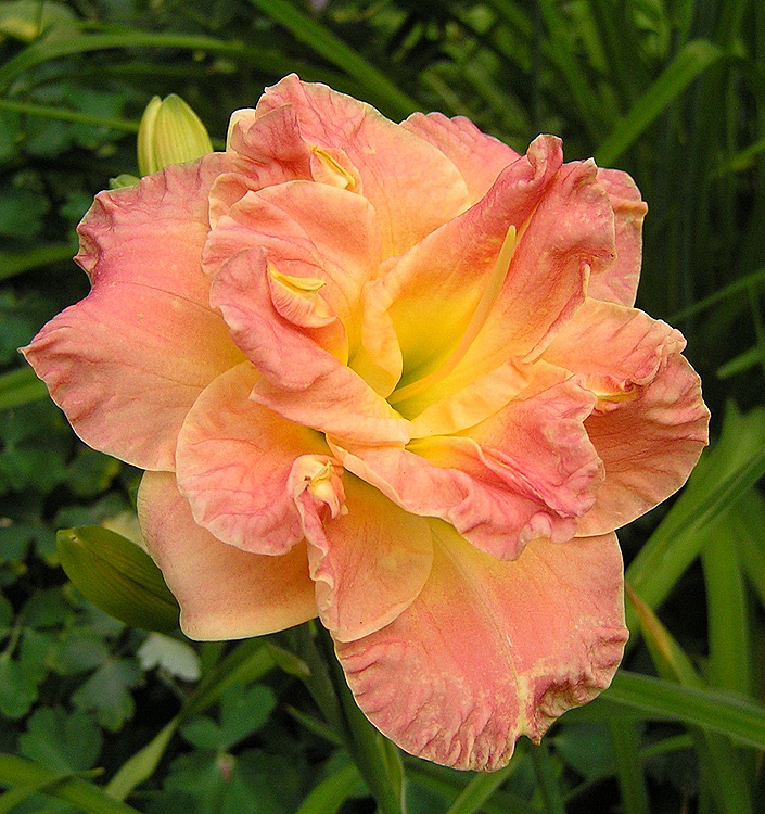 Hemerocallis LACY DOILY