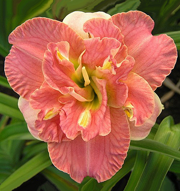 Hemerocallis LACY DOILY