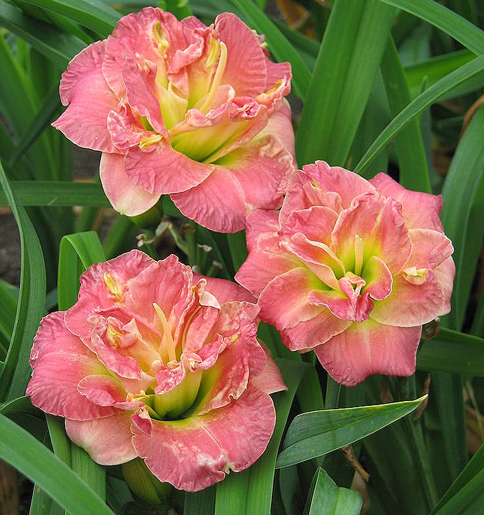 Hemerocallis LACY DOILY