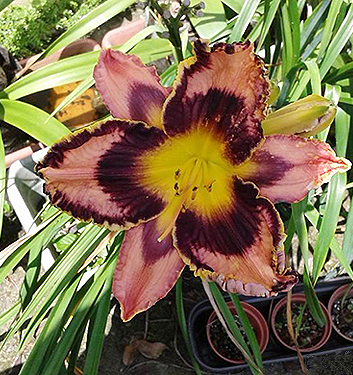 Hemerocallis SIMMONS OVERTURE 500