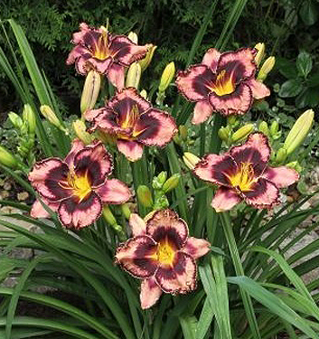 Hemerocallis SIMMONS OVERTURE 500