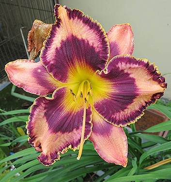 Hemerocallis SIMMONS OVERTURE 500