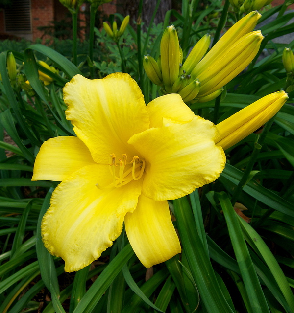 Hemerocallis STELLA DE ORO