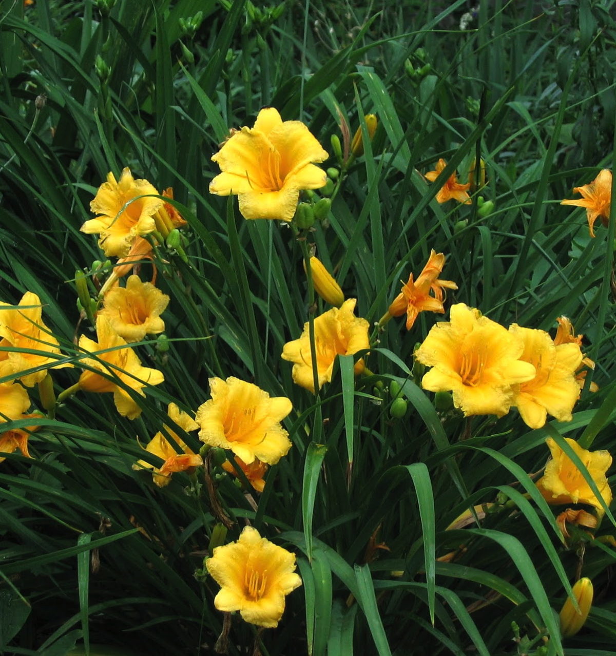 Hemerocallis STELLA DE ORO