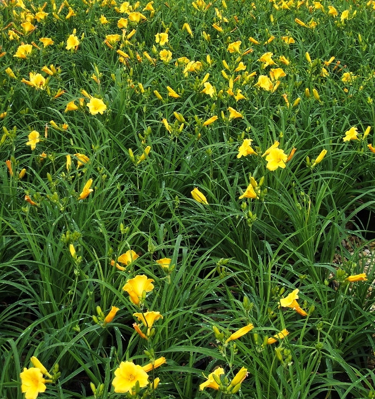 Hemerocallis STELLA DE ORO