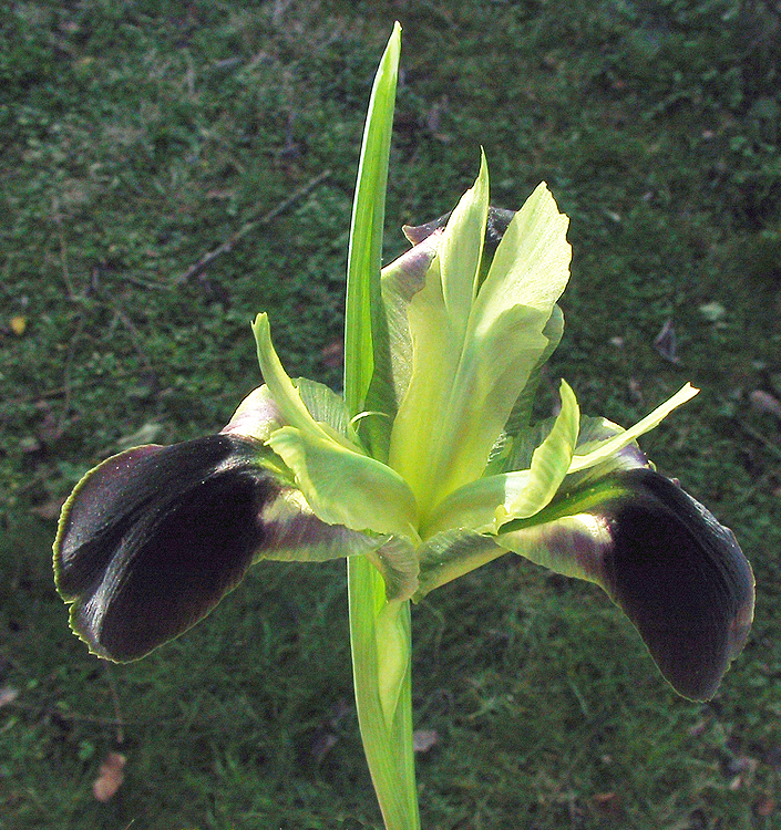 Hermodactylus tuberosus (Iris tuberosa)