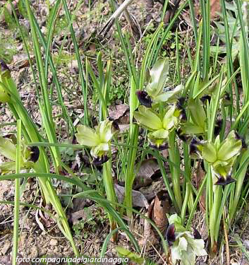 Hermodactylus tuberosus (Iris tuberosa)