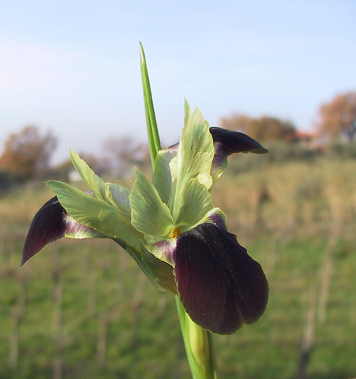 Hermodactylus tuberosus (Iris tuberosa)