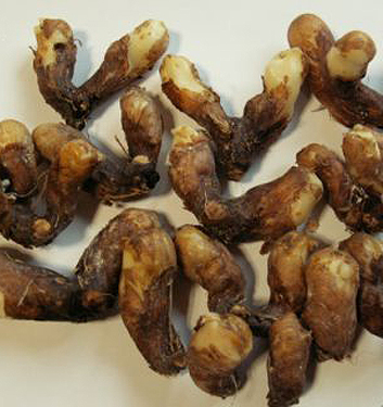 Hermodactylus tuberosus (Iris tuberosa)
