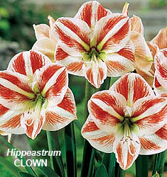 Hippeastrum (Amaryllis) CLOWN (G.M. Gestreept)