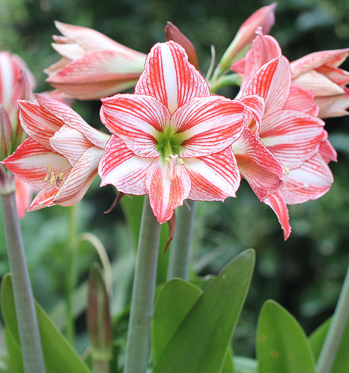 Hippeastrum (Amaryllis) CLOWN (G.M. Gestreept)