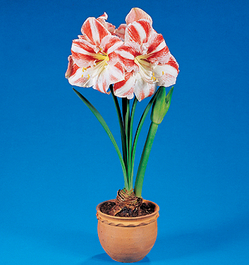 Hippeastrum (Amaryllis) CLOWN (G.M. Gestreept)