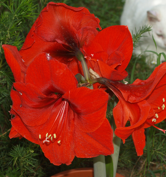 Hippeastrum (Amaryllis) LIBERTY (G.M. Dark Red)