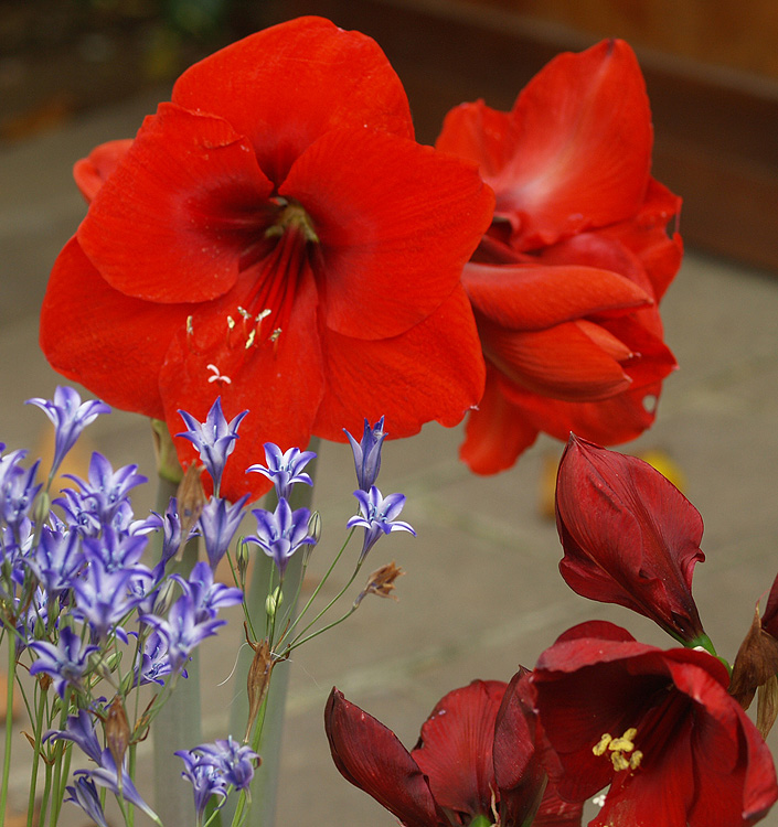 Hippeastrum (Amaryllis) LIBERTY (G.M. Dark Red)