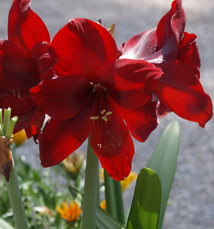 Hippeastrum (Amaryllis) LIBERTY (G.M. Dark Red)