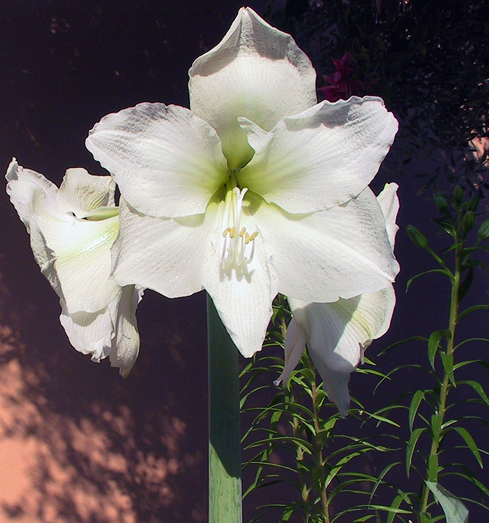 Hippeastrum (Amaryllis) MONT BLANC (G.M. Wit)
