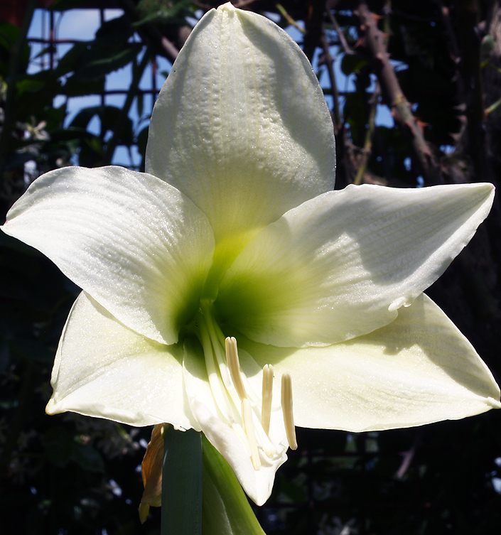 Hippeastrum (Amaryllis) MONT BLANC (G.M. Wit)