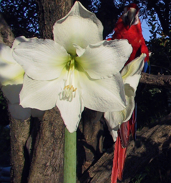 Hippeastrum (Amaryllis) MONT BLANC (G.M. Wit)