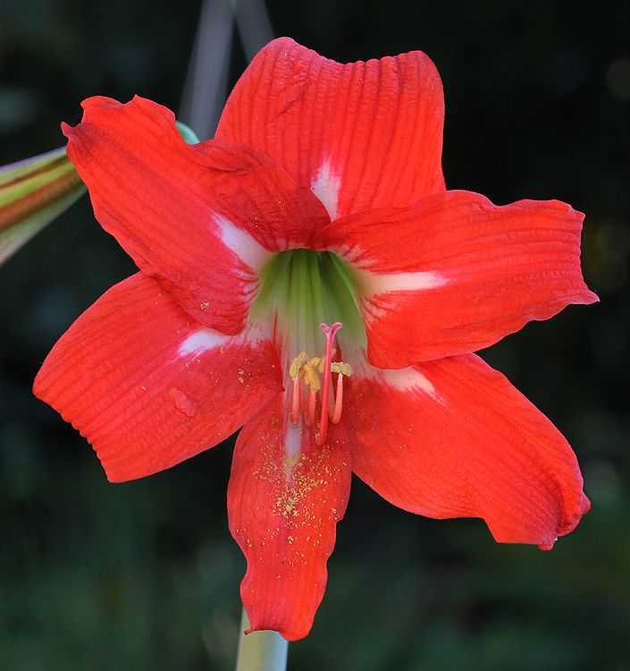 Hippeastrum (Sonatini) BALENTINO