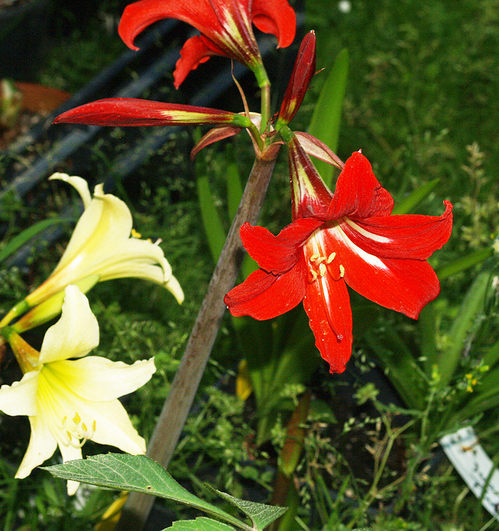 Hippeastrum (Sonatini) BALENTINO