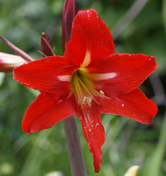 Hippeastrum (Sonatini) BALENTINO