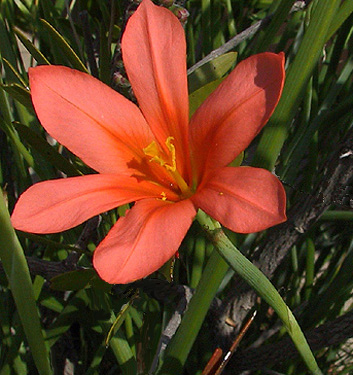 Homeria flaccida (aurantiaca)