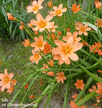 Homeria flaccida (aurantiaca)