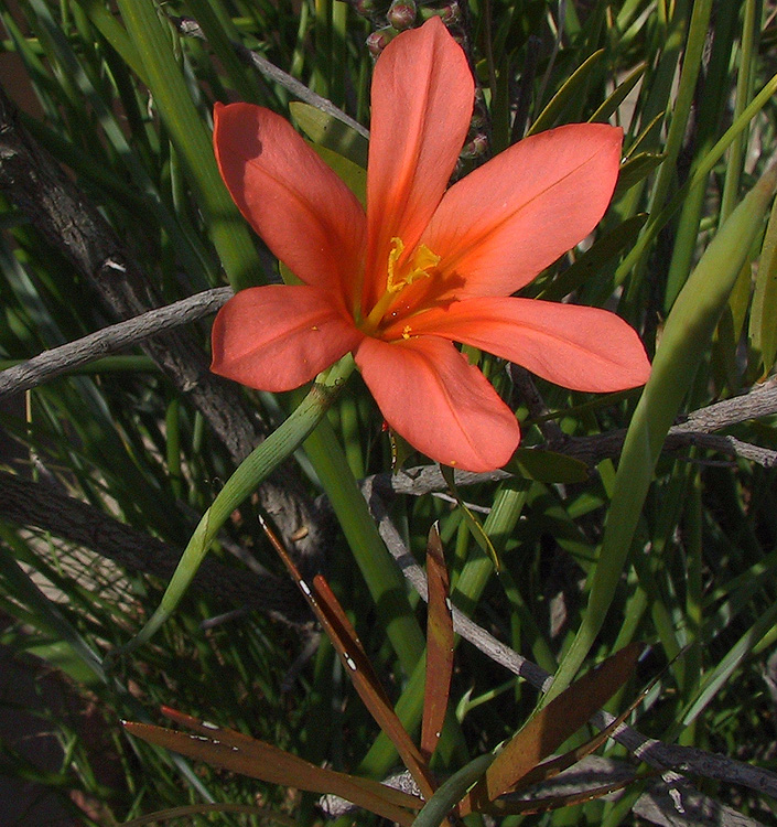 Homeria flaccida (aurantiaca)