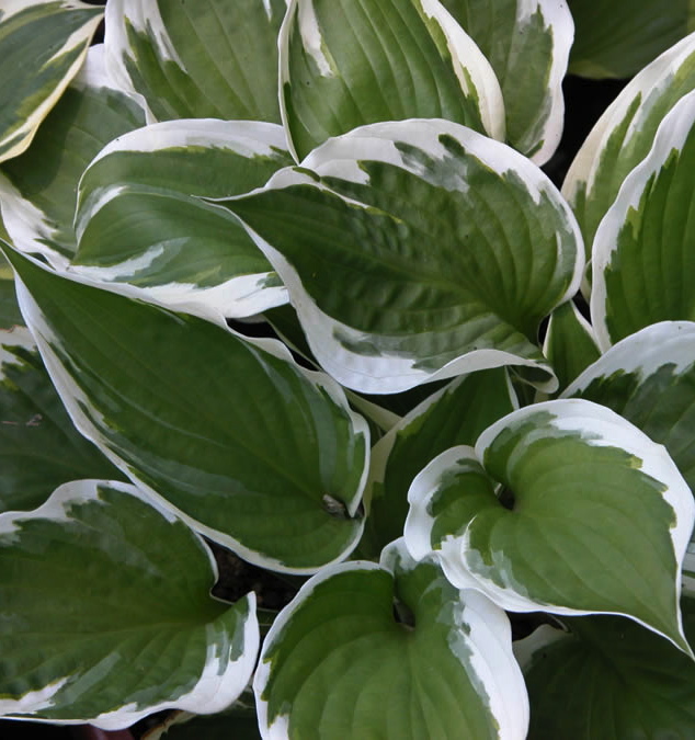 Hosta MINUTEMAN