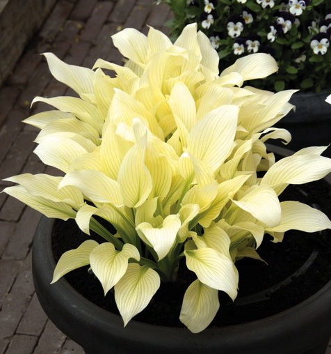 Hosta WHITE FEATHER
