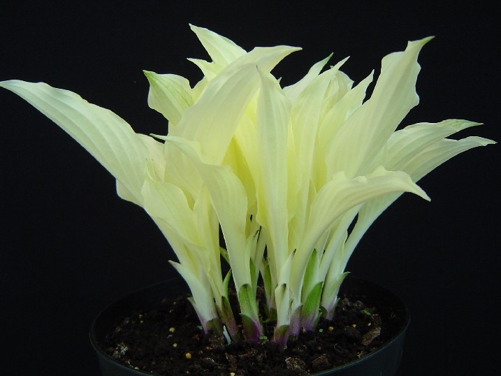 Hosta WHITE FEATHER