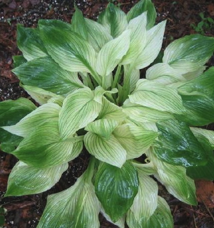 Hosta WHITE FEATHER