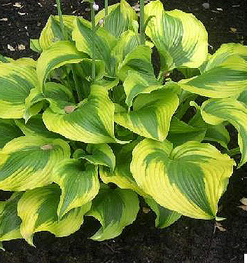 Hosta funkia ATLANTIS