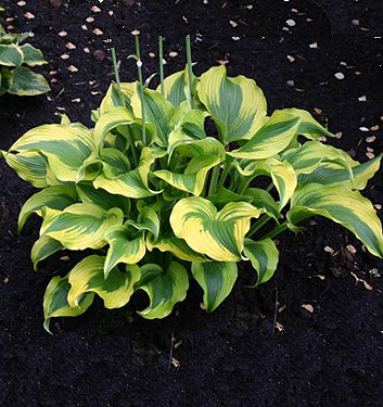 Hosta funkia ATLANTIS