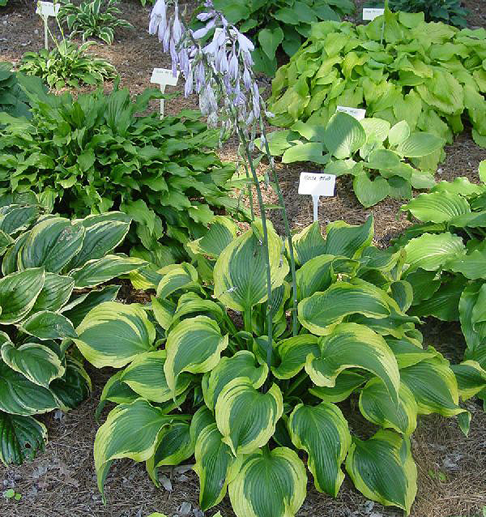 Hosta funkia ATLANTIS